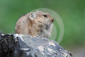 Pallas\'s Pika, Ochotona pallasi