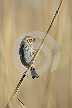 Pallas`s Reed Bunting