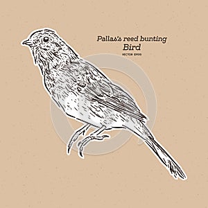 Pallas`s reed bunting, also known as Pallas`s bunting, hand draw sketch vector photo