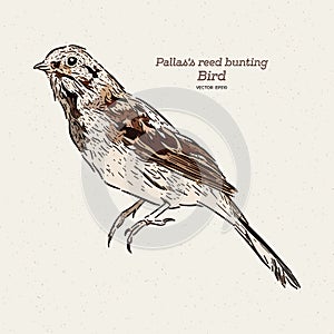 Pallas`s reed bunting, also known as Pallas`s bunting, hand draw sketch vector photo