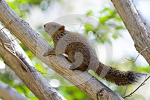 Squirrel on tree