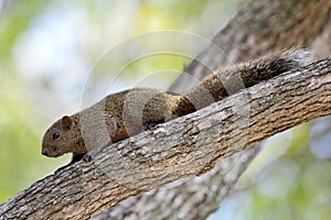 Squirrel on tree