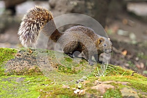 Pallas`s squirrel Callosciurus erythraeus, also known as the red-bellied tree squirrel sitting on a mossy stone