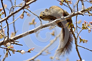 Squirrel in cherry blossom