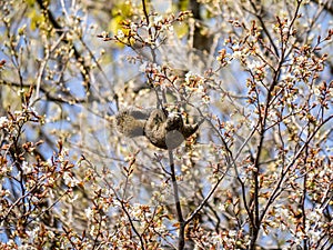 Pallas`s Squirrel in a Japanese cherry tree 2