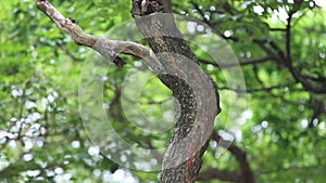 A Pallas`s squirrel look the nest hole of a bird Taiwan Barbet