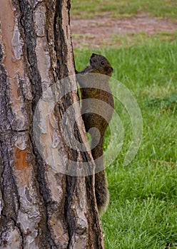 Pallas`s squirrel, a medium sized tree squirrel with over 30 subspecies in Antibes, France.