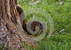 Pallas`s squirrel, a medium sized tree squirrel with over 30 subspecies in Antibes, France.