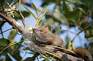 Pallas's squirrel or Red-bellied squirrel