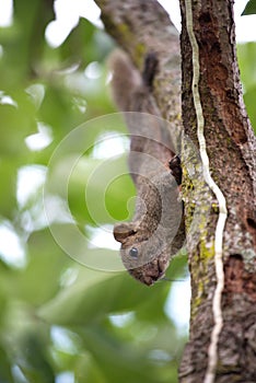 Pallas's squirrel or Red-bellied squirrel