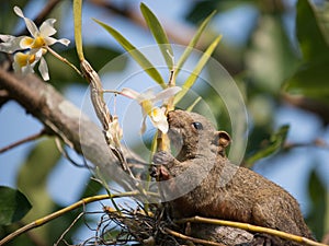 Pallas's squirrel or Red-bellied squirrel