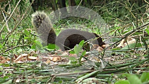 Pallas`s squirrel searching food on the floor the Daan park in the bamboo forest