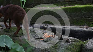 Pallas`s squirrel and the Taiwan serow eating food in the forest