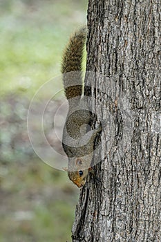 Pallas` squirrel climbing down a tree