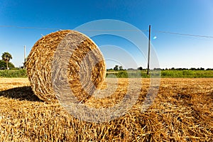 Palle di paglia sul campo in estate dopo la raccolta della segale, cielo azzurro sul prato. Lavoro stagionale agricolo photo