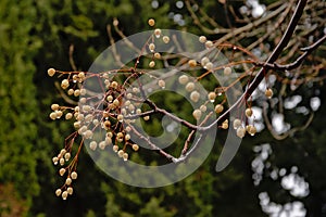 Palle Yellow medlar berries - Mespilus germanica photo