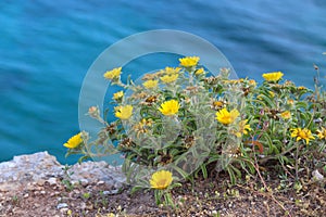 Pallenis maritima in Portugal