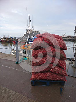 A Pallet of Oysters - These Oysters have been  freshly offloaded at Whitstable Harbour