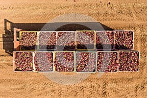 Pallets of fresh picked Beetroot in a field