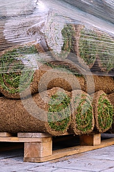 Pallets with sod turf grass. The stacked fresh sod rolls for new grass lawn. The rolled grass lawn is ready for laying.