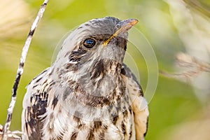 Pallid Cuckoo Chick in South Australia