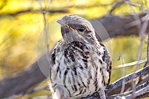 Pallid Cuckoo Chick in South Australia