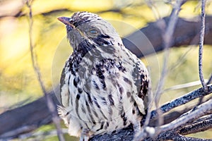 Pallid Cuckoo Chick in South Australia