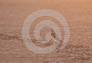 Pallid Harrier from Gujarat, India