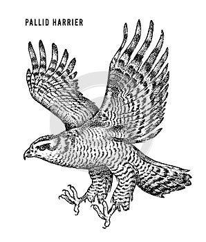 Pallid harrier. Wild forest bird of prey. Hand drawn sketch graphic style. Fashion patch. Print for t-shirt, Tattoo or photo