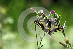 Pallid/pale swallowtail butterfly on flowers photo