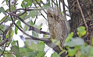 Pallid Scops Owl (Otus brucei)