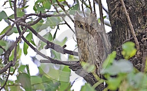 Pallid Scops Owl (Otus brucei) photo