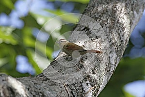 Pallid spinetail, Cranioleuca pallida photo