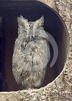 Pallid (Striated) Scops Owl