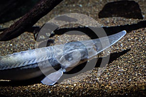 Pallid sturgeon on the bed of a river