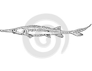 Pallid sturgeon or Scaphirhynchus albus Freshwater Fish Cartoon Drawing