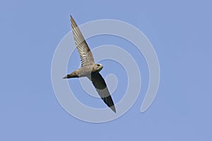 Pallid Swift in flight - Apus pallidus - PyrÃÂ©nÃÂ©es-Orientales, France