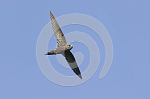 Pallid Swift in flight - Apus pallidus - PyrÃ©nÃ©es-Orientales, France
