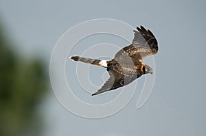 Pallied harrier flying