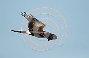 Pallied Harrier flying, Bahrain