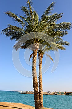 Palm