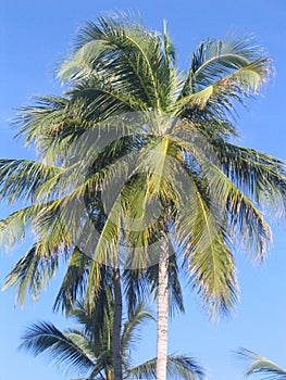 Palm
