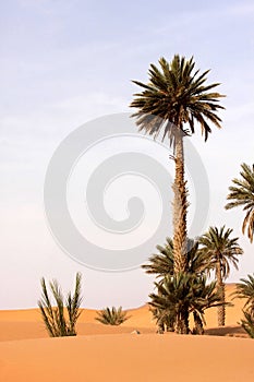 Palm absorbs Saharan sand, Morocco