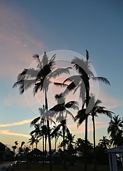 Palm against the sky.