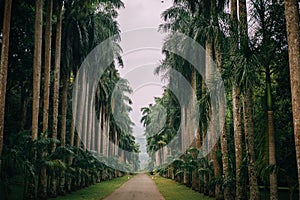 Palm alley in botanical garden, Kandy Sri Lanka