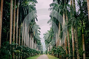 Palm alley in botanical garden, Kandy Sri Lanka