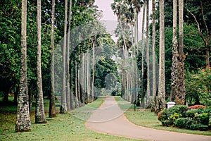 Palm alley in botanical garden, Kandy Sri Lanka