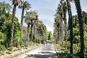 Palm alley in Nikitsky Botanical Garden in Yalta, Crimea, Ukraine. June 2011