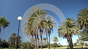 Palm Alley. Palm trees grow along the road. The camera moves and removes palm trees. Sunny weather