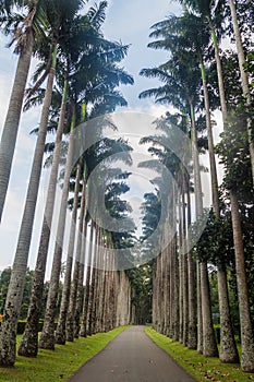 Palm alley in Royal Botanic Gardens near Kandy, Sri Lan